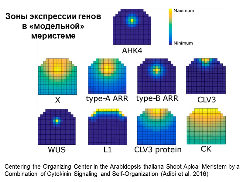 Зоны экспрессии генов в «модельной» меристеме Centering the Organizing Center in the Arabidopsis thaliana